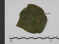 登錄號:F0019360藏品圖，第3張