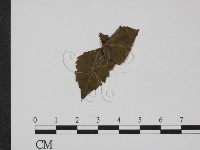 登錄號:F0019361藏品圖，第1張