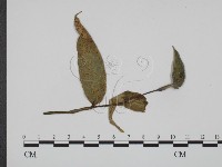 館號:F0019363藏品圖，第1張