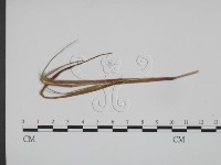 登錄號:F0019364藏品圖，第1張