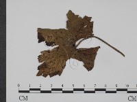 登錄號:F0019365藏品圖，第3張