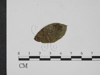 登錄號:F0019367藏品圖，第1張