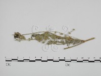 登錄號:F0019368藏品圖，第1張