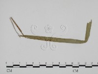 登錄號:F0019369藏品圖，第1張