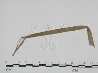 登錄號:F0019369藏品圖，第3張