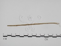 登錄號:F0019370藏品圖，第1張