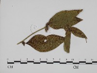 登錄號:F0019372藏品圖，第1張