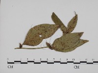 登錄號:F0019372藏品圖，第3張