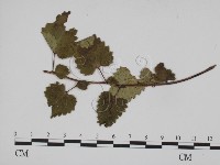 登錄號:F0019373藏品圖，第3張