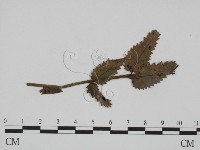 登錄號:F0019374藏品圖，第1張