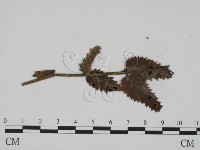 登錄號:F0019374藏品圖，第3張