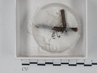 登錄號:F0019376藏品圖，第1張