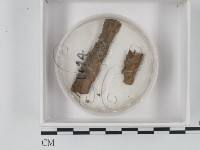 登錄號:F0019377藏品圖，第1張