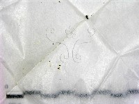 登錄號:F0019378藏品圖，第1張