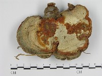 登錄號:F0019380藏品圖，第1張