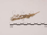 登錄號:F0019381藏品圖，第1張