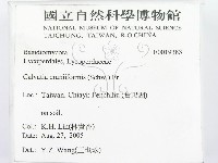 頭狀禿馬勃藏品圖，第2張