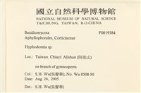 絲齒菌屬藏品圖，第2張