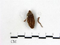 登錄號:F0019387藏品圖，第1張