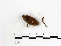 登錄號:F0019387藏品圖，第3張