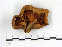 登錄號:F0019388藏品圖，第1張