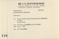 齒菌屬藏品圖，第2張