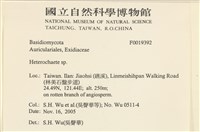 刺皮菌屬藏品圖，第2張
