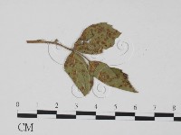 登錄號:F0019394藏品圖，第3張