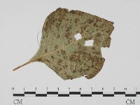 登錄號:F0019395藏品圖，第1張