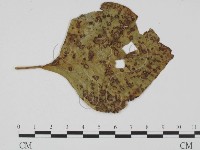 登錄號:F0019395藏品圖，第3張