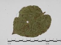 登錄號:F0019397藏品圖，第3張