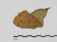 登錄號:F0019398藏品圖，第3張