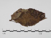 登錄號:F0019399藏品圖，第1張