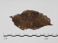 登錄號:F0019399藏品圖，第3張