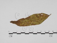 登錄號:F0019405藏品圖，第1張