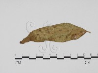 登錄號:F0019405藏品圖，第3張
