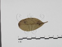 登錄號:F0019412藏品圖，第1張