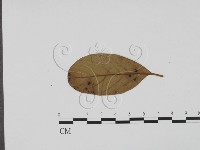 登錄號:F0019412藏品圖，第3張
