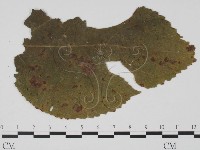登錄號:F0019413藏品圖，第1張