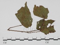 登錄號:F0019417藏品圖，第1張
