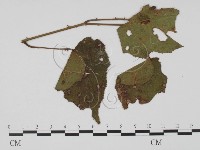 登錄號:F0019417藏品圖，第3張