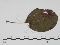 登錄號:F0019418藏品圖，第1張