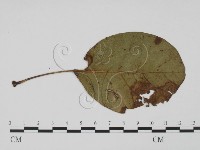 登錄號:F0019418藏品圖，第3張
