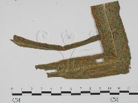 登錄號:F0019420藏品圖，第3張