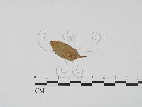 登錄號:F0019421藏品圖，第1張