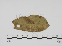 登錄號:F0019422藏品圖，第3張