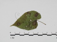 登錄號:F0019423藏品圖，第1張