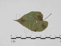 登錄號:F0019423藏品圖，第3張