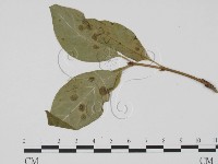 登錄號:F0019429藏品圖，第1張