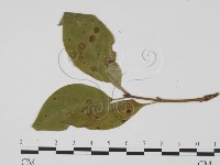 登錄號:F0019429藏品圖，第3張